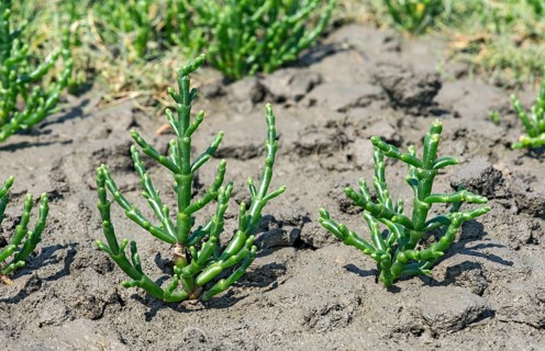Glasswort (Salicornia spec.)