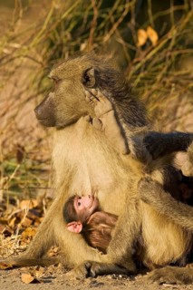 Chacma Baboon (Papio ursinus)