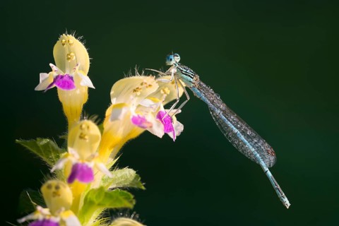 White-legged damselfly (Platycnemis pennipes)
