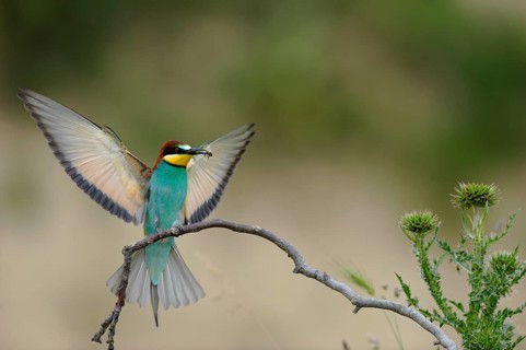 Bee-eater (Merops apiaster)