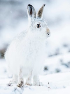 Mountain hare (Lepus timidus) sitting in snow