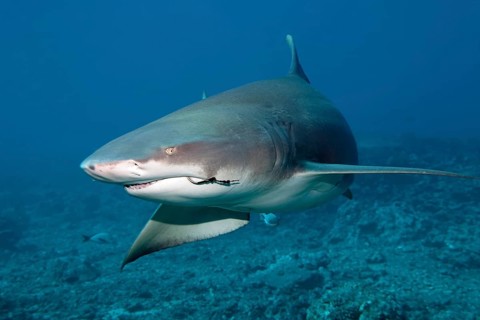 Sicklefin lemon shark (Negaprion acutidens) with fishing hooks in the mouth swims over coral reef