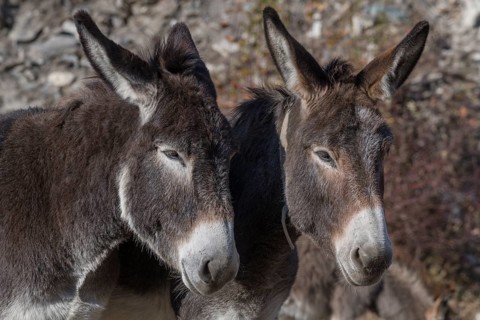 Two donkey (Equus asinus asinus)