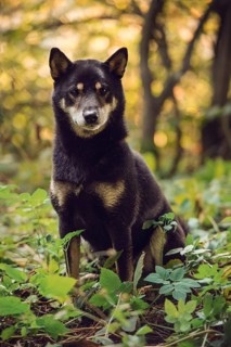 Shiba Inu (Canis lupus familiaris) sitting in the forest