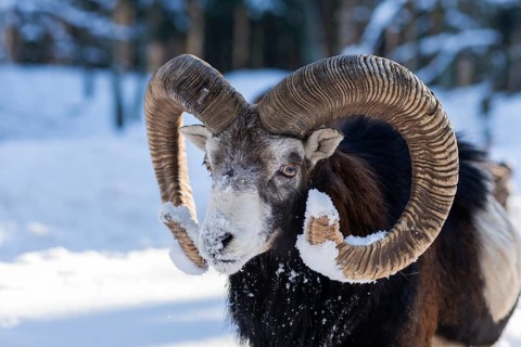 European mouflon (Ovis ammon musimon)