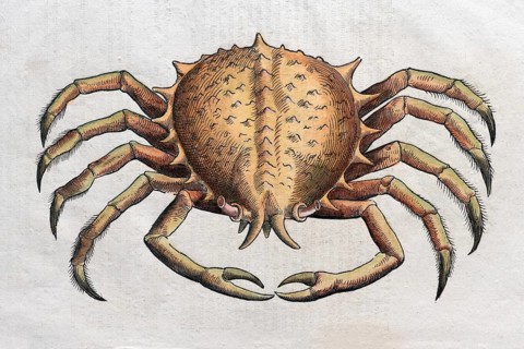 Crab (Brachyura)
