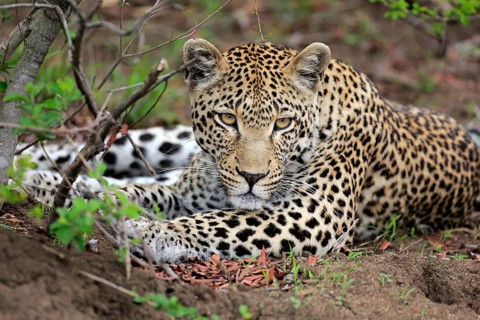 Leopard (Panthera pardus)