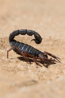 Transvaal thick-tailed scorpion (Parabuthus transvaalicus) in Sand Desert