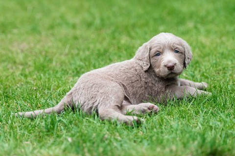 Longhair Weimaraner