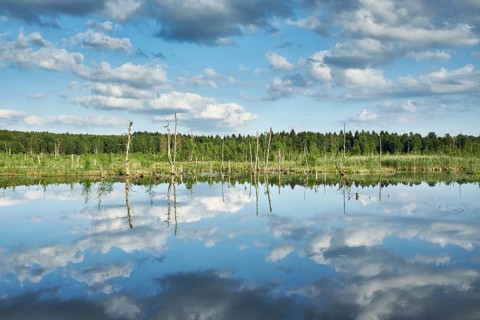 View over the Regenmoor marshland and Neckar origin Schwenninger moss
