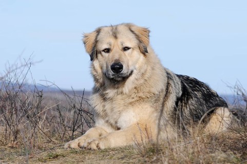 Caucasian Ovcharka