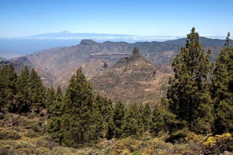 View from the trail around the Roque Nublo on blooming vegetation