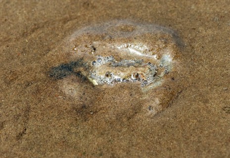 European green crab (Carcinus maenas) hides in the sand