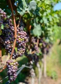 Blue grapes