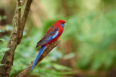 Crimson rosella (Platycercus elegans) sitting on a branch