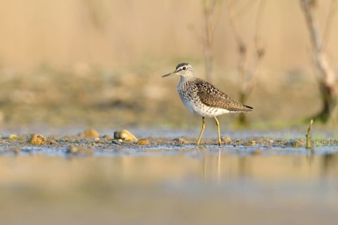 Wood sandpiper (Tringa glareola) in the shallow water of an abandoned gravel pit