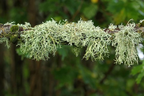Iceland moss (Cetraria islandica) at the branch