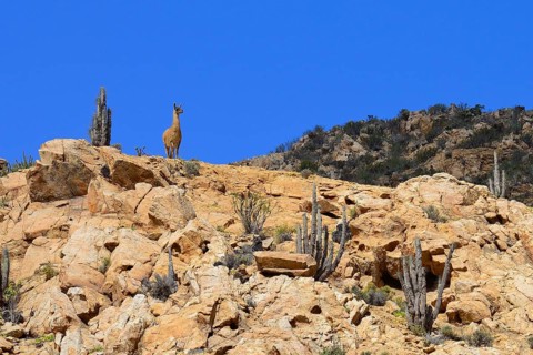 Guanaco (Lama guanicoe) on a hill