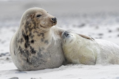 Grey seals (Halichoerus grypus)