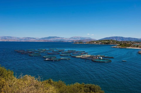 Fishfarm in Kassiopi