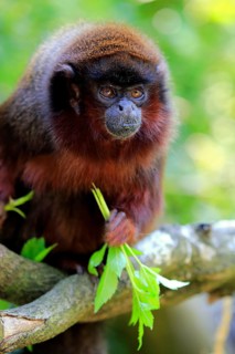 Coppery titi (Plecturocebus cupreus)