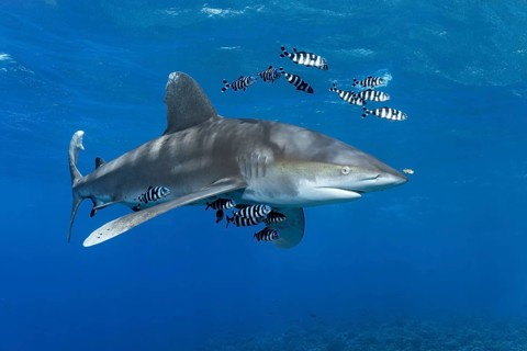 Oceanic whitetip shark (Carcharhinus longimanus) surrounded by Pilot Fishes (Naucrates ductor) floats in the open sea