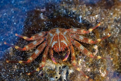 Nimble spray crab (Percnon gibbesi)