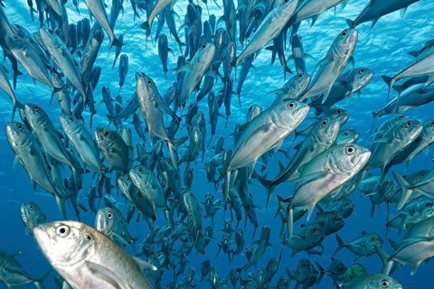Swarm Bigeye trevallies (Caranx sexfasciatus) in the blue water