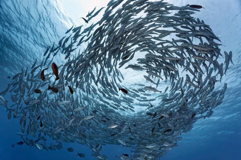Swarm Bigeye trevallies (Caranx sexfasciatus) in the blue water