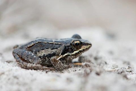Young Moor frog (Rana arvalis)
