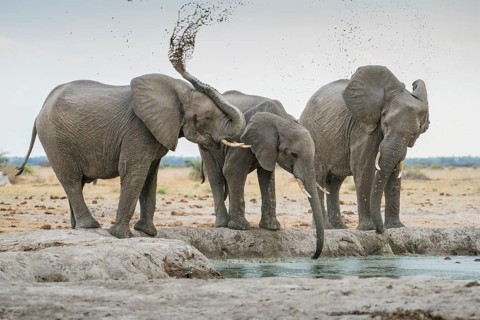 African elephants (Loxodonta africana)