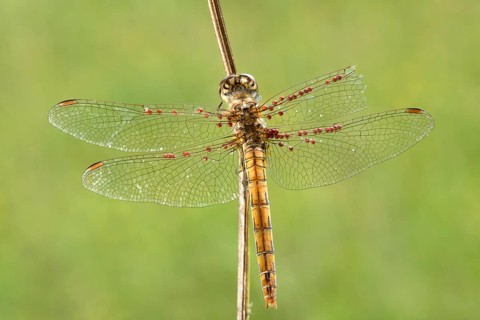 Common Darter (Sympetrum striolatum) on blade