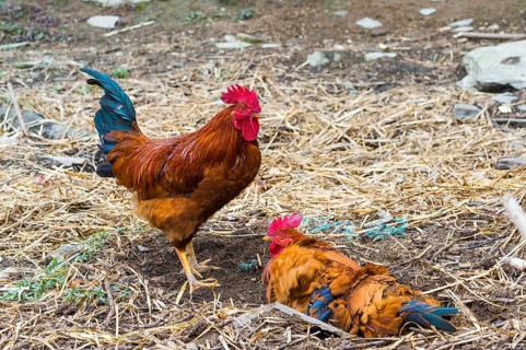 Two cocks