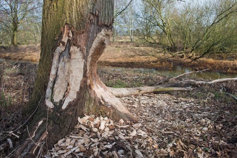 Feeding marks of European beaver (Castor Fiber) on the trunk of an oak (Quercus robur)