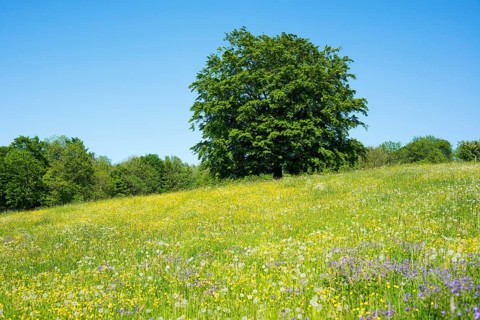 Common beech (Fagus sylvatica) stands in blossoming meadow