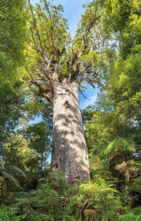 Tane Mahuta