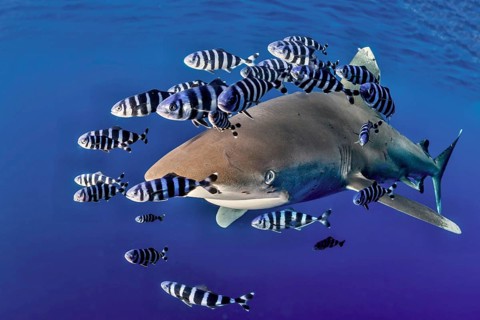 Oceanic whitetip shark (Carcharhinus longimanus) with Pilot Fish (Naucrates ductor)