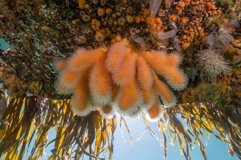Dead man's fingers(Alcyonium digitatum) and Clonal Plumose Anemones (Metridium senile)