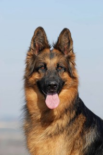 Old German shepherd dog