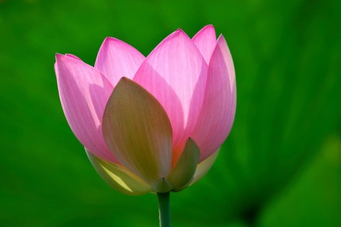 Pink lotus flower (Nelumbo nucifera)