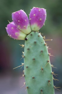 Engelmann's Prickly Pear (Opuntia engelmannii) with pink cactus fruits