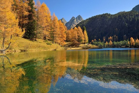Larch in autumn colouring