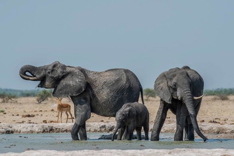 African elephants (Loxodonta africana)