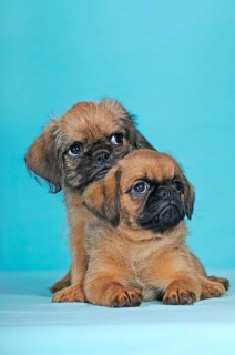 Brussels Griffon