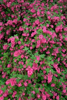 Flowering currant (Ribes sanguineum)