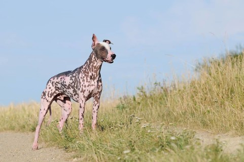 Peruvian naked dog