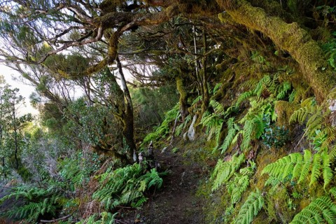 Fern on the forest path in the cloud forest