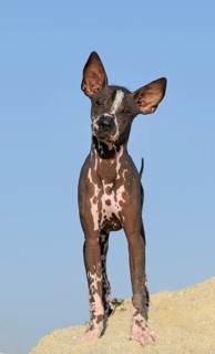 Perro sin pelo del Peru