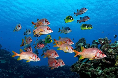Diver observes swarm Sabre squirrelfish (Sargocentron spiniferum)
