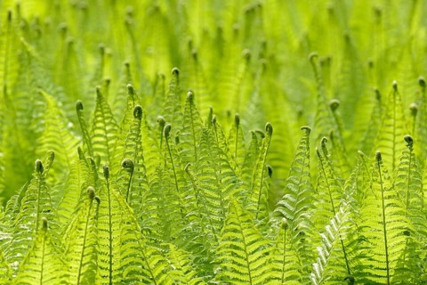 Ostrich Fern (Matteuccia struthiopteris) against the light